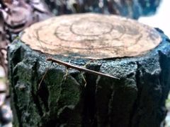 -楠溪江风景名胜区