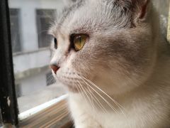 -more than meow吴止猫主题餐厅(承德 中船汇店)