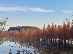 -南湖湿地公园