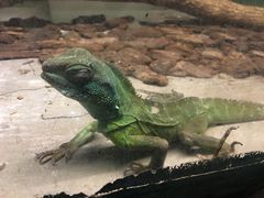 -上海大自然野生昆虫馆(东方明珠·爬宠昆虫探索中心)