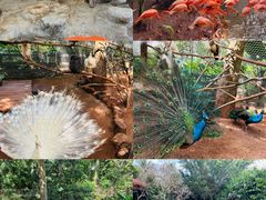 -海南热带野生动植物园