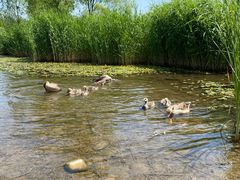 -东方饺子王(新奥购物中心店)