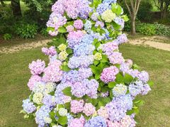 -上海共青森林公园