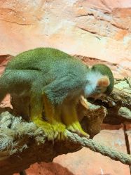 -Zoolung Zoolung动物主题公园(海信广场店)