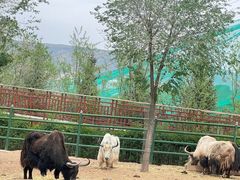 -青藏高原野生动物园