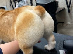 -帕帕拉兹宠物(亚洲旗舰店)