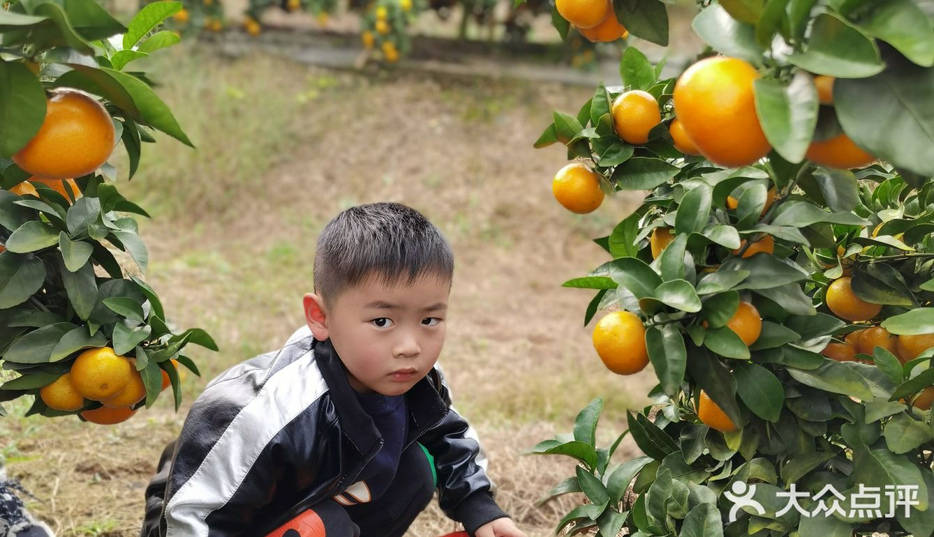 重庆荣昌盘龙镇盘周路路边上的一处果园
