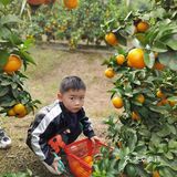 重庆荣昌盘龙镇盘周路路边上的一处果园