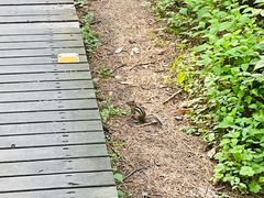 -帽儿山国家森林公园