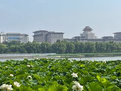 -莲花池公园