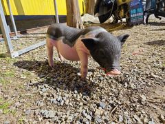 -前小桔亲子创意农场·草莓采摘·露营烧烤