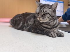 -瑞派康怡24h宠物医院·犬猫医疗中心·微创绝育(瑞景分院)