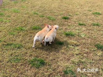 夏季适合带狗狗去的公园