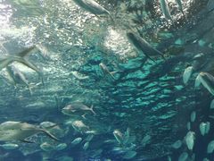 -上海海洋水族馆