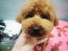 -宠福鑫康馨动物医院·骨科·眼科