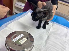 -美联众合动物医院·24h转诊中心