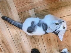 -遇见羊驼·奶狗咖·布偶猫咖·法斗柯基柴犬阿拉斯加(春熙路太古里IFS店)
