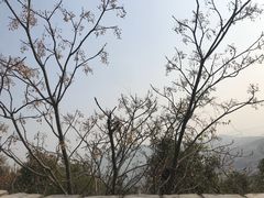 -黄贤森林公园