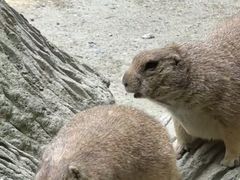 -合肥野生动物园