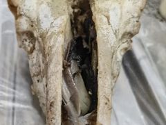 -马克力木手抓炕锅烤羊肉(盐湖一小区店)