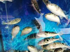 -肆月河豚·新淮扬(金融街店)
