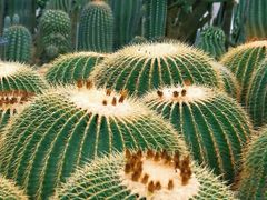 -深圳仙湖植物园