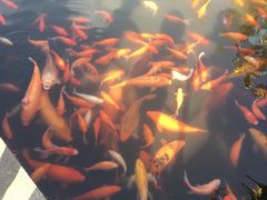 -西湖外事游船(花港观鱼码头)