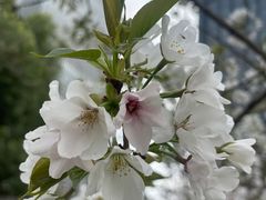 -新虹桥中心花园
