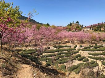 紫云山樱花园3条评价|人均 -植物园|南靖县