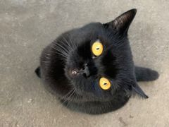 -喵屿·大理花园猫咖