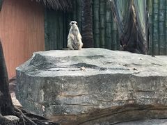 -深圳野生动物园