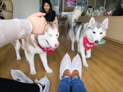 -Husky Go! 哈士奇体验馆·宠物咖啡厅狗咖