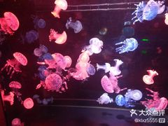 -烟台海昌鲸鲨海洋公园