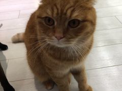 -喵的天空名猫咖啡馆·撸猫·猫舍·用品