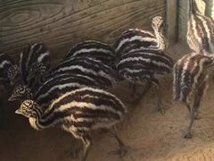 -大连森林动物园