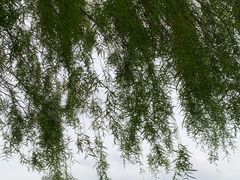 -东莞植物园