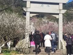-新建村梅花