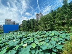 -江门古劳水乡旅游区
