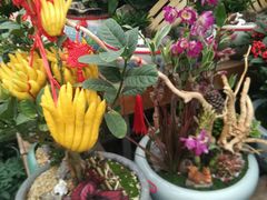 -龙大花卉苗木市场