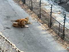 -大连森林动物园