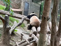 -都江堰中华大熊猫苑