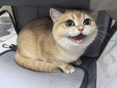 -中农国际动物医院24小时·猫科·骨科·急重症中心