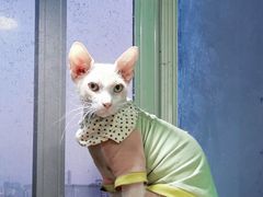 -猫在这儿猫咪咖啡馆·撸猫馆