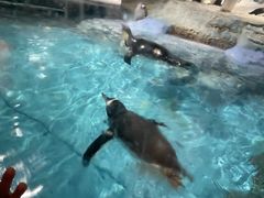 -帝企鹅自助餐厅•儿童岛•真企鹅(长隆企鹅酒店)