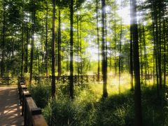 -桤木河湿地公园