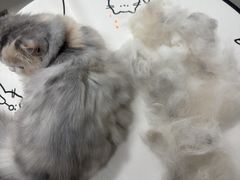 -悠尼宠物·独立低压伊珊娜洗护·美容·寄养(兰谷路店)