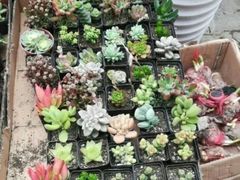 -中环花鸟鱼虫市场