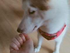 -Husky Go! 哈士奇体验馆·宠物咖啡厅狗咖