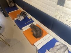 -平行世界·猫咖(首经贸店)