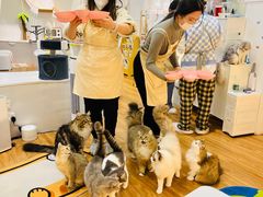 -COLOR PETS 撸猫馆·购猫·猫咖(长风大悦城店)